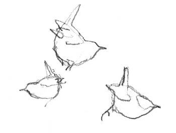 Troglodyte mignon / © Denis Clavreul