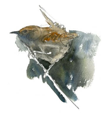 Troglodyte mignon / © Denis Clavreul