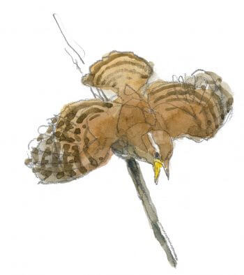 Troglodyte mignon / © Denis Clavreul