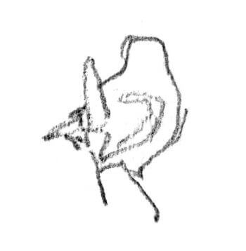 Troglodyte mignon / © Denis Clavreul