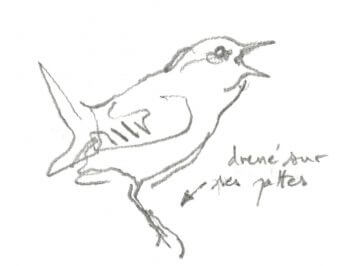 Troglodyte mignon / © Denis Clavreul