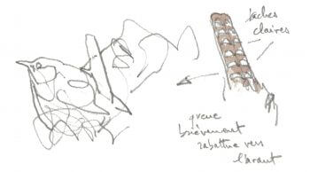 Troglodyte mignon / © Denis Clavreul