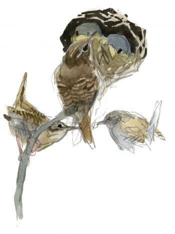 Troglodytes mignons / © Denis Clavreul