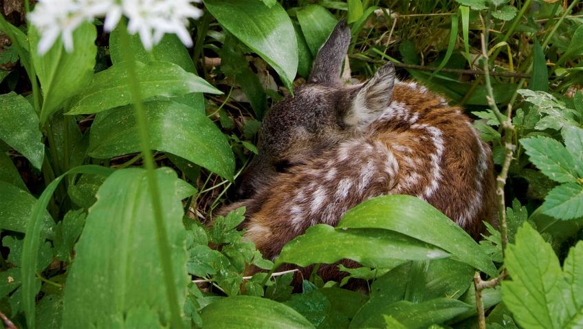 Le pari du faon Bambi - La Salamandre chevreuil