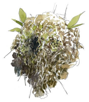 Un nid de troglodyte nid Curiosités et exploits du troglodyte - La Salamandre dessin