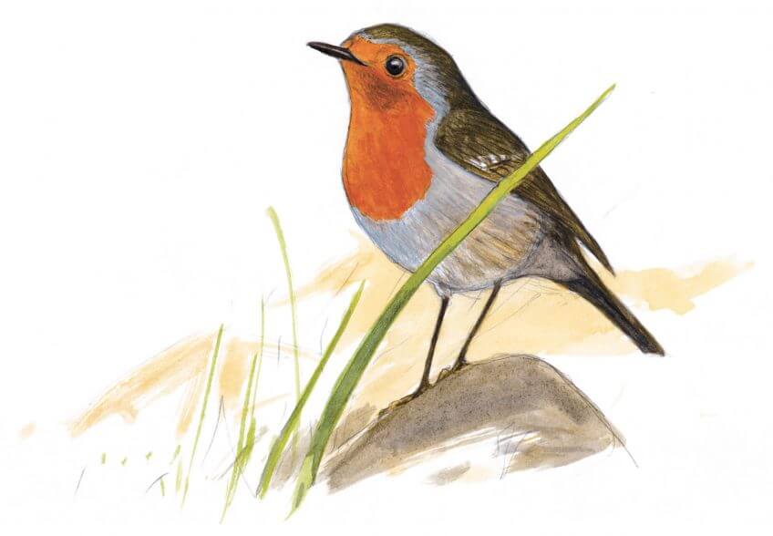 Quatrième étape d'un voyage en suivant les oiseaux migrateurs - La Salamandre dessin rougegorge