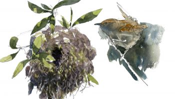 Un troglodyte mignon, minuscule oiseau qui construit son nid dans les endroits les plus divers.  Un troglodyte mignon, minuscule oiseau qui construit son nid dans les endroits les plus divers.