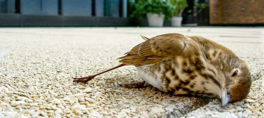 Pourquoi les fenêtres sont-elles une menace pour les oiseaux ? - La Salamandre oiseau mort