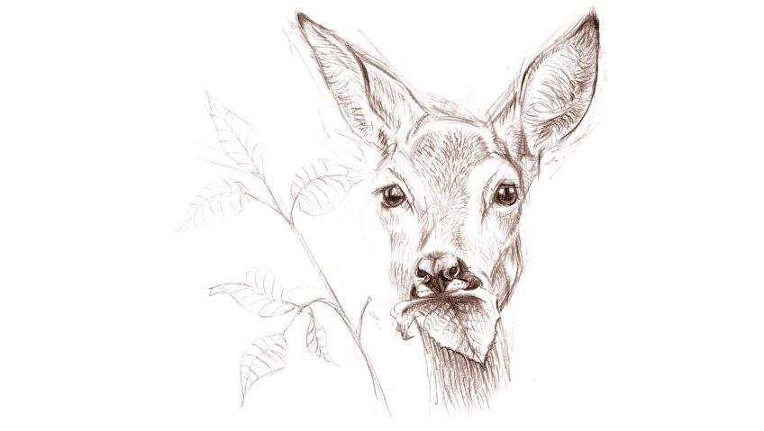 Le chevreuil, un digesteur magique - La Salamandre dessin