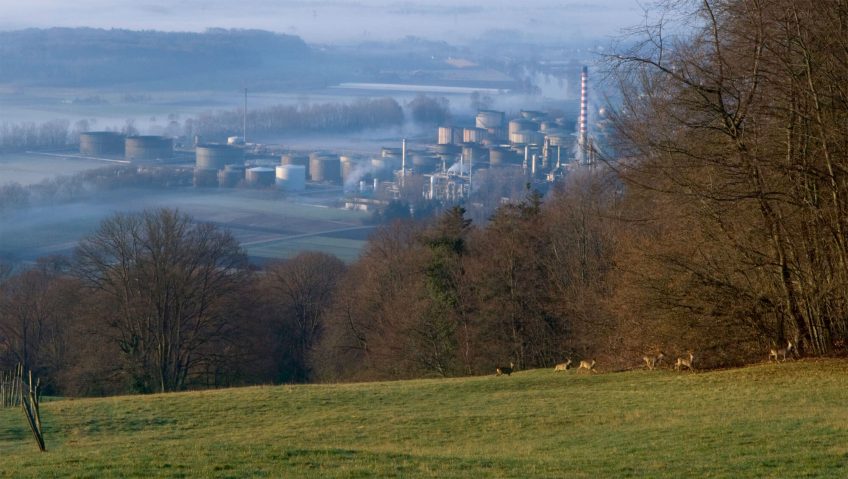 Que devient le sauvage ? - La Salamandre haie chevreuil ville