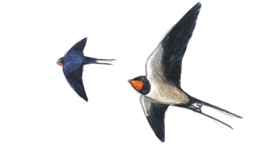 Première étape d'un voyage en suivant les oiseaux migrateurs - La Salamandre dessin hirondelle