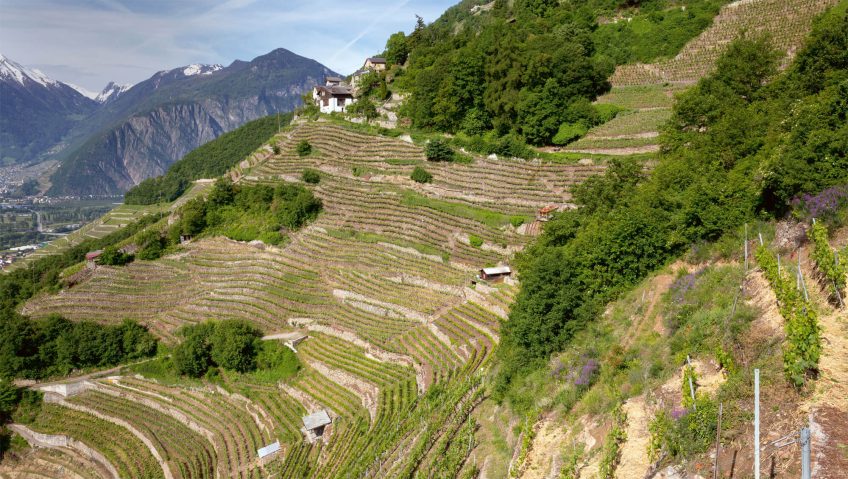 Vignoble en terrasses au-dessus de Branson en Valais vigne Balade sous le soleil des Follatères - La Salamandre