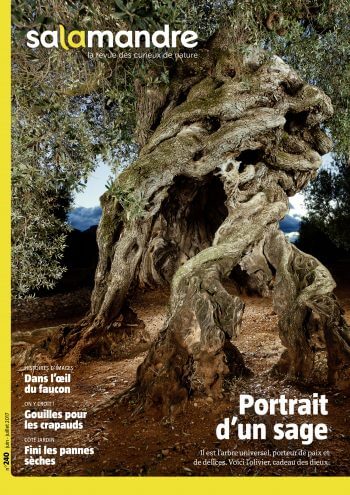 Couverture de La Salamandre n°240
