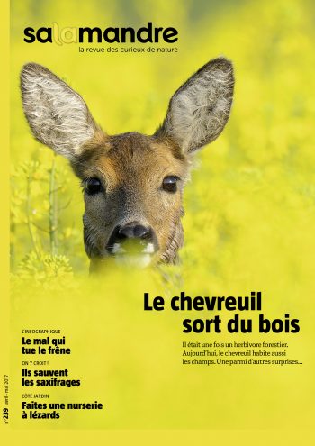 Couverture de La Salamandre n°239