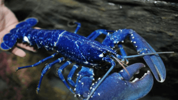 Le homard bleu roi pêché en avril 2017 à Saint-Brieuc, une rareté.  Le homard bleu roi pêché en avril 2017 à Saint-Brieuc, une rareté.