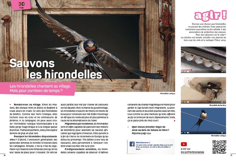 minute nature hirondelles