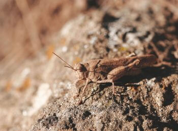 criquet A l’abri des cabanes de pierres - La Salamandre sauterelle