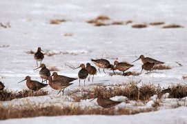 Barges rousses  / © Jean-François Hellio & Nicolas Van Ingen