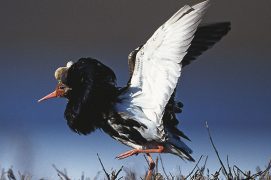 Combattant varié / © Jean-François Hellio & Nicolas Van Ingen