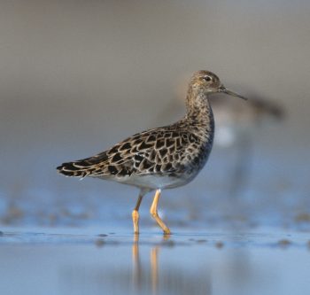 Combattant varié Elevages en grippe ... aviaire - La Salamandre oiseau combattant limicole