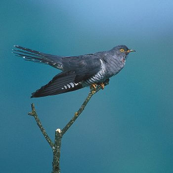Coucou Migration, mode d’emploi - La Salamandre coucou oiseau