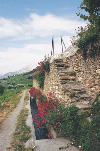 Soutenir les vignes - La Salamandre murs fleur