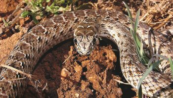 Couleuvre de Montpellier femelle La belle couleuvre de Montpellier - La Salamandre