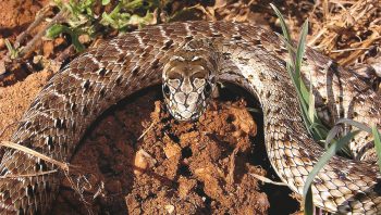Couleuvre de Montpellier femelle Couleuvre de Montpellier femelle