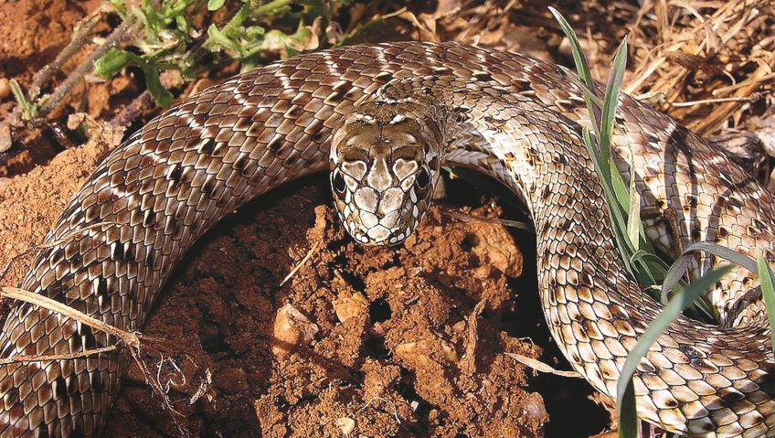 La belle couleuvre de Montpellier - La Salamandre