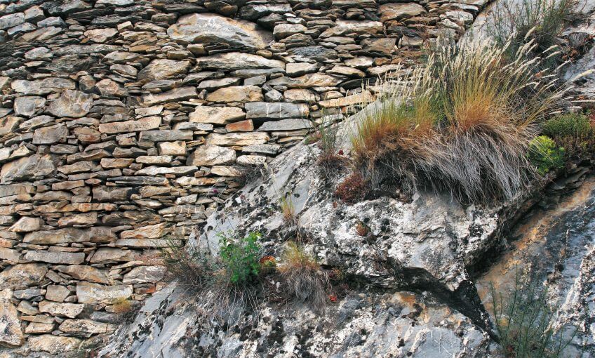 Dalles de pierre et murs en pierres sèches abritent une vie insoupçonnée.
