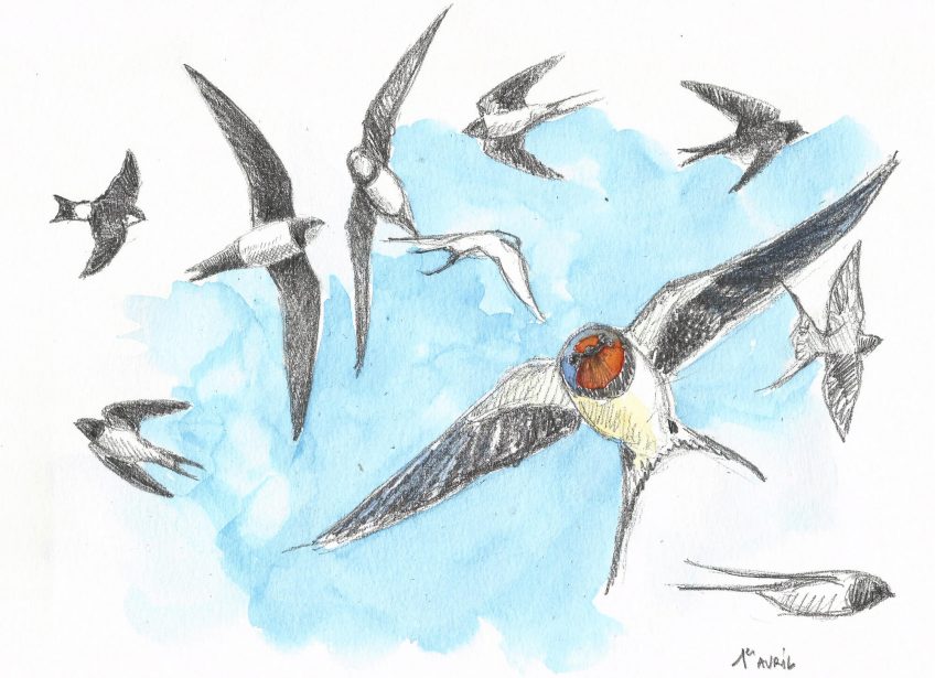 Hirondelles ne feraient pas le printemps ? La Salamandre