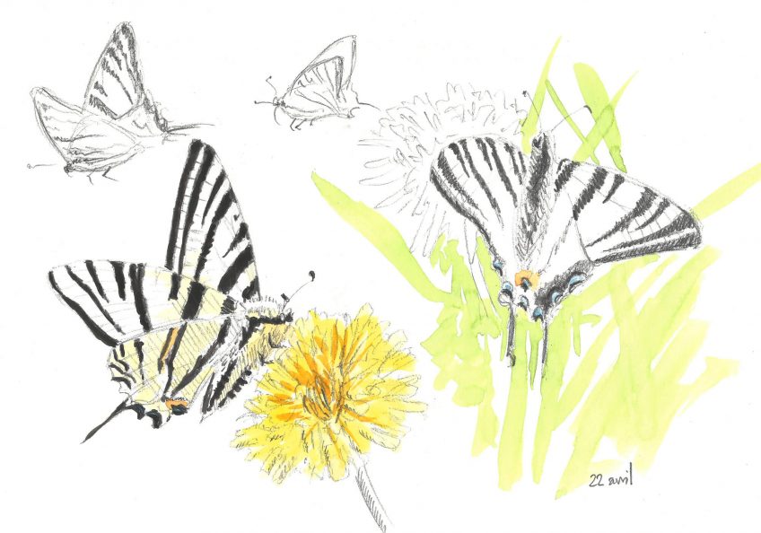 Quand passe le papillon flambé - La Salamandre