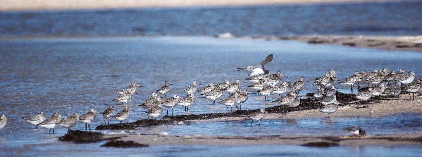 Epuisées par un voyage de 8’400 kilomètres, les barges rousses reconstituent leurs réserves. Elevages en grippe ... aviaire - La Salamandre oiseau barge limicole