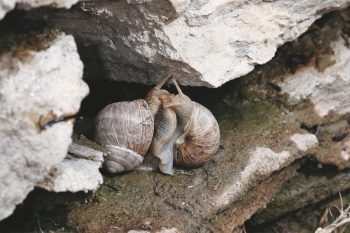 Escargots / © Gilbert Hayoz