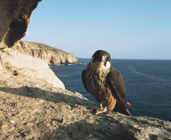 Faucon d'Eléonore Migration, mode d’emploi - La Salamandre oiseau faucon