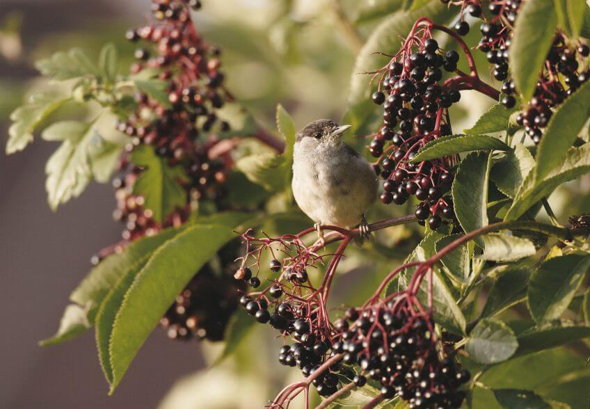 Fauvette à tête noire Migration, mode d’emploi - La Salamandre oiseau fauvette sureau