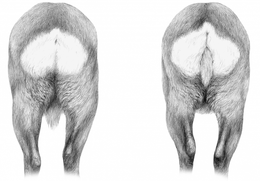 Fesses de brocard à gauche et chevrette à droite Le pari du faon Bambi - La Salamandre dessin fesses chevreuil