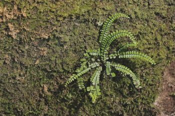 Fougère et mousse / © Gilbert Hayoz