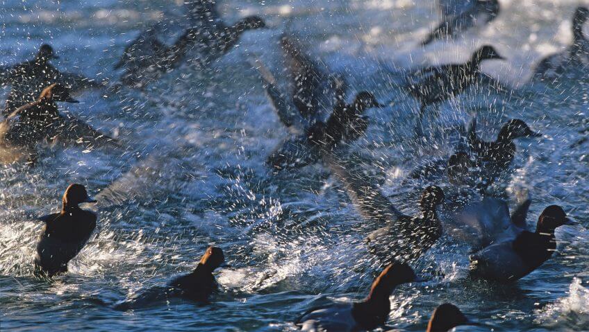 Fuligules milouins Migration, mode d’emploi - La Salamandre fuligule canard