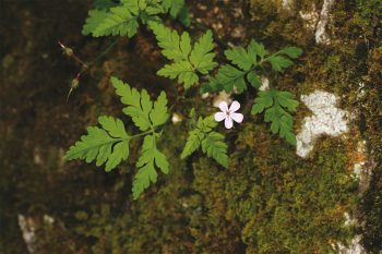 Géranium / © Gilbert Hayoz