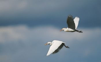 Hérons garde-boeufs Migration, mode d’emploi - La Salamandre héron oiseau vol