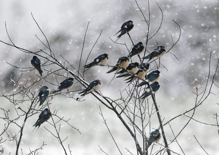 Hirondelles Migration, mode d’emploi - La Salamandre hirondelle oiseau froid hiver