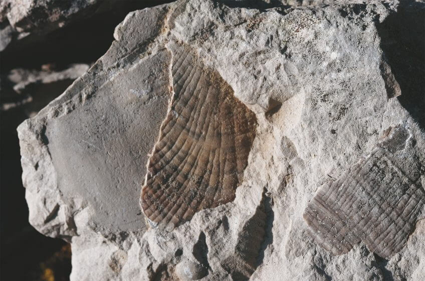 Conquérir le minéral - La Salamandre fossile