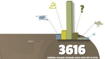 Quelles sont les causes de mortalité des chevreuils marqués ? 