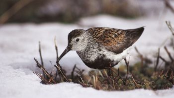 Le bécasseau variable en été en Sibérie. Le bécasseau variable en été en Sibérie.