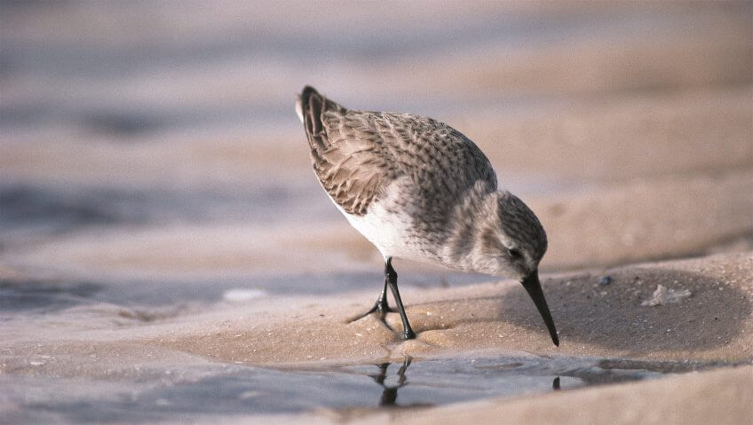 Le bécasseau variable en hiver en Mauritanie. Elevages en grippe ... aviaire - La Salamandre oiseau becasseau