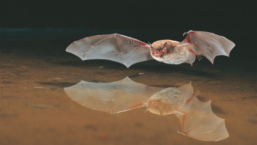 Chauves-souris sous les ponts de pierre - La Salamandre
