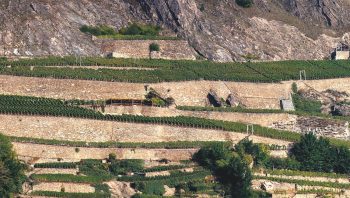 Le vignoble de Clavau, dans les Alpes valaisannes