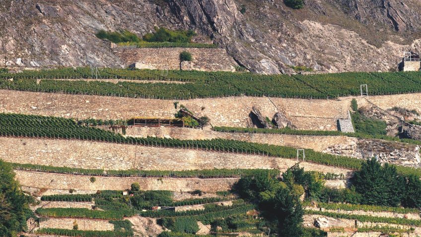 Soutenir les vignes - La Salamandre mur terrasse