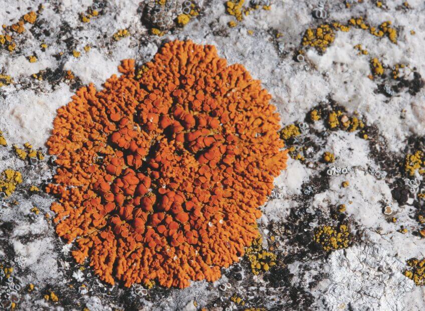 Conquérir le minéral - La Salamandre mousse